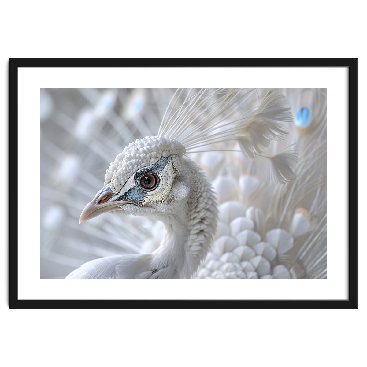 Close-up of a White Peacock
