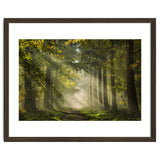Sunrays in a Dutch forest thumbnail