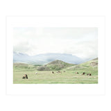 Relaxing horses on a sunny day calm field - Iceland (Print Only) thumbnail
