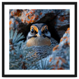 Close Up Falcon Eye Detail In Nest thumbnail