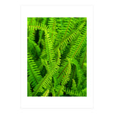 Green Ferns (Print Only) thumbnail