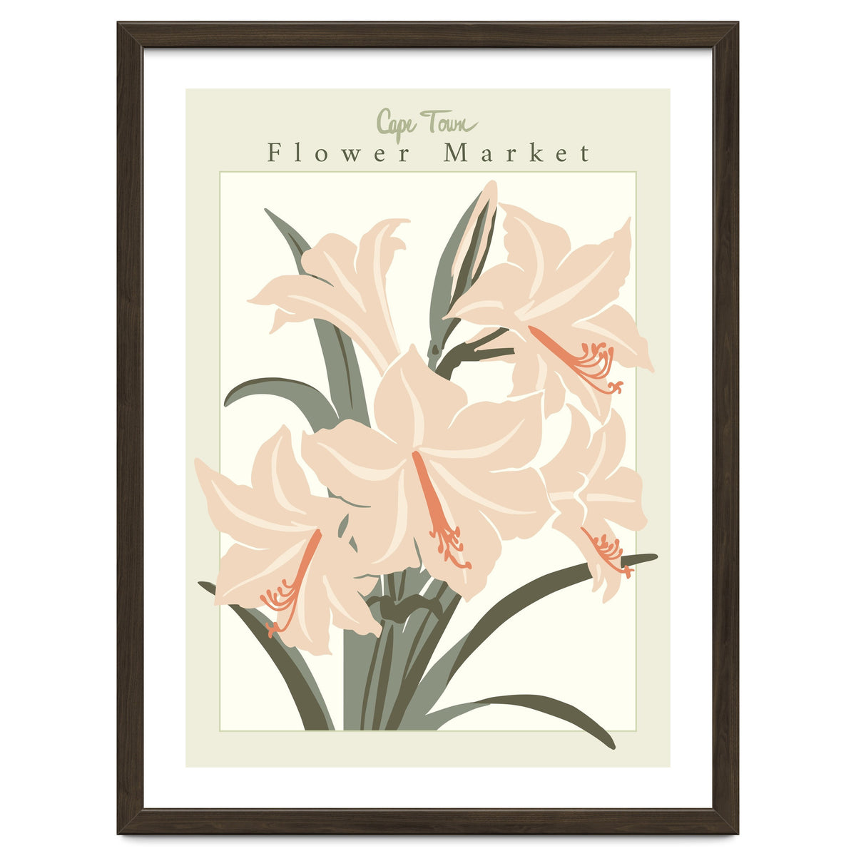 Flower Market Cap Town Amaryllis