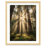 Ethereal Redwood Sanctuary: Sunbeams in the Ancient Forest thumbnail