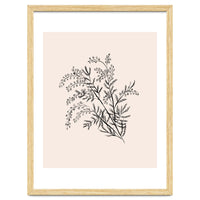 Acacia Botanical illustration