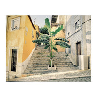 Lisbon Palm Tree (Print Only)