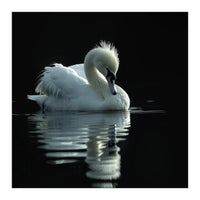 White Swan Gracefully Swimming In Dark Water (Print Only)