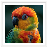 Sun Conure Parrot Close Up Eye thumbnail