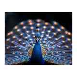 Close Up Peacock Showing Its Beautiful Feathers (Print Only) thumbnail