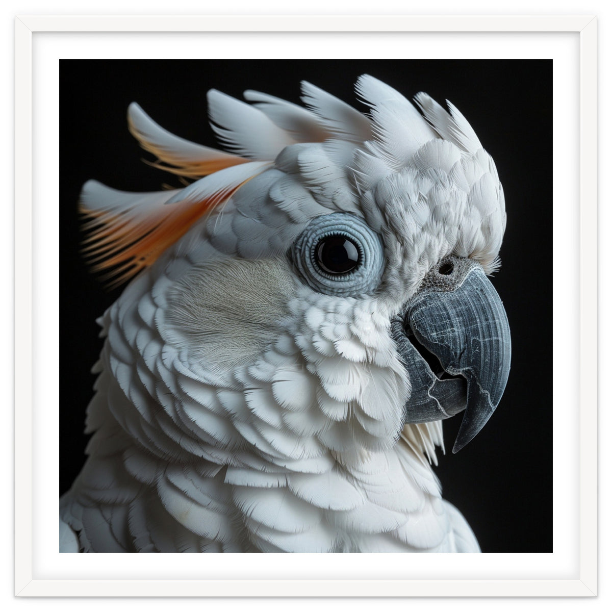 White Cockatoo Parrot With Orange Crest