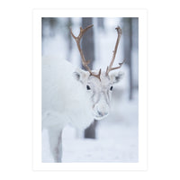 White Reindeer (Print Only)