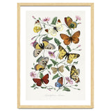 Paul Gervais – Butterfly and Moth Natural History Illustration (1842) thumbnail