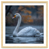 Swan Floating Gracefully On Water In Autumn thumbnail