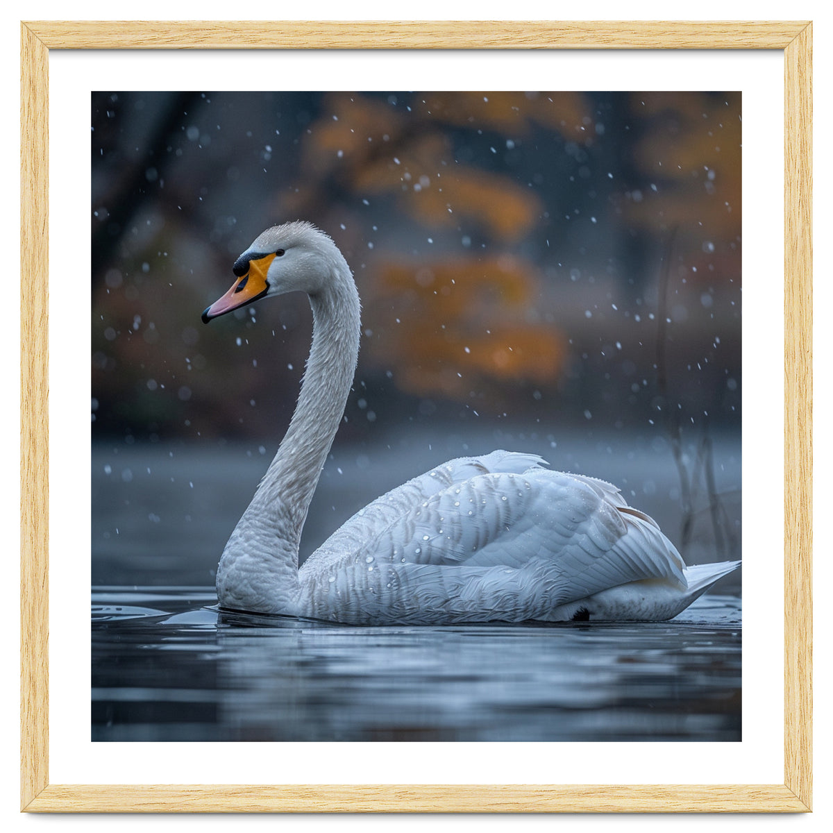 Swan Floating Gracefully On Water In Autumn