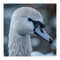 Close Up Of A Swan Head Covered In Water Droplets (Print Only)