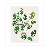 Monstera Obliqua Plant (Print Only) thumbnail