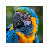 Close Up Blue And Yellow Macaw Parrot Face (Print Only) thumbnail