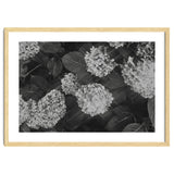 Hydrangeas | Black & White Landscape thumbnail