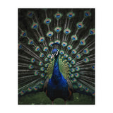 Peacock Portrait Photography (Print Only) thumbnail