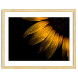 Backyard Flowers No 28 Sunflower thumbnail