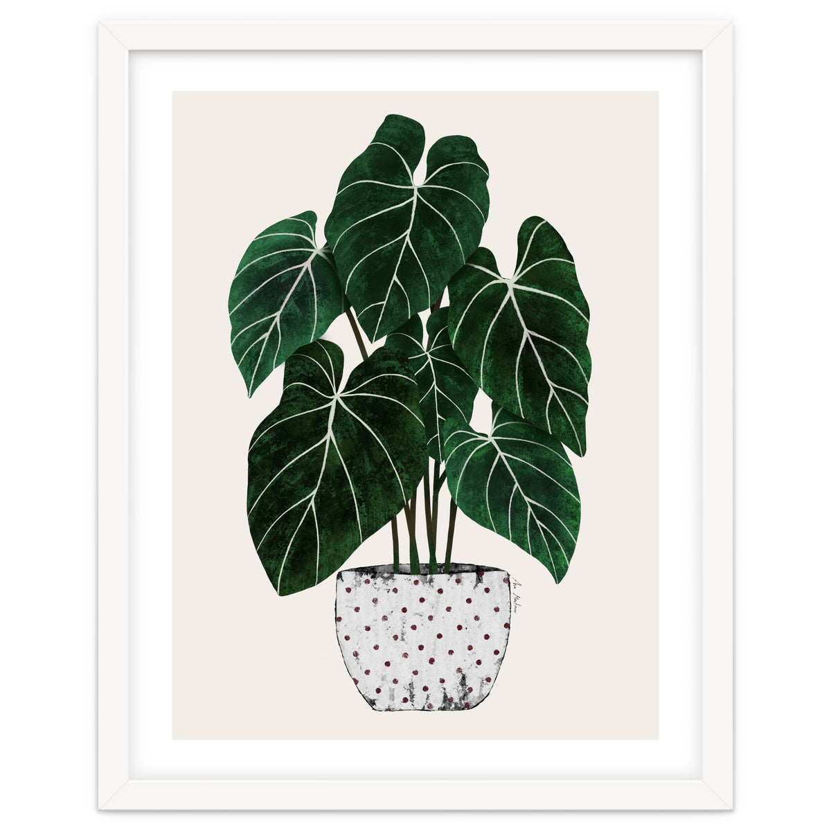 Philodendron Plant