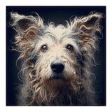 Old Dog 07 (Print Only) thumbnail