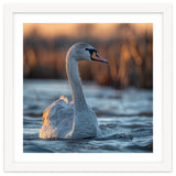Elegant Swan Gliding On Water At Sunset thumbnail