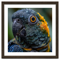 Close Up Of A Wet Macaw Parrot Head