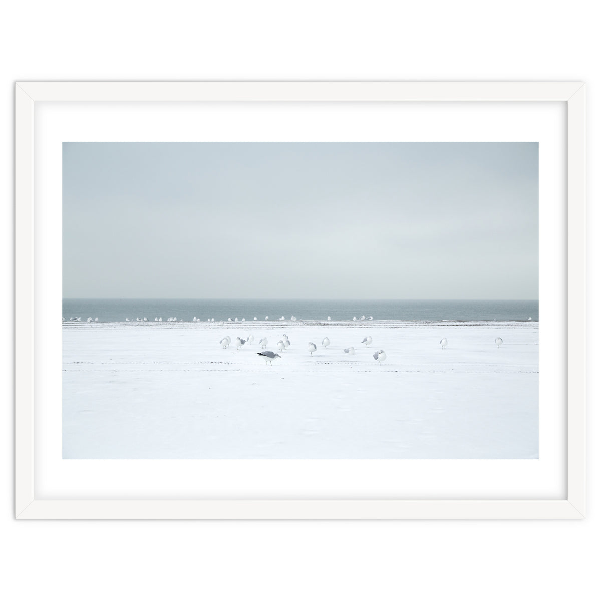 Seagulls in the Snow beach