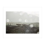 Horses under the sun shower - Iceland (Print Only) thumbnail
