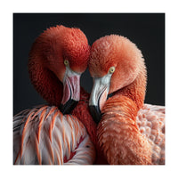 Close Up Of Two Flamingos Nuzzling Together (Print Only)