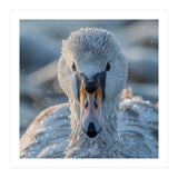 Close Up Of A Swan In Frost Winter Bird Close Up (Print Only) thumbnail