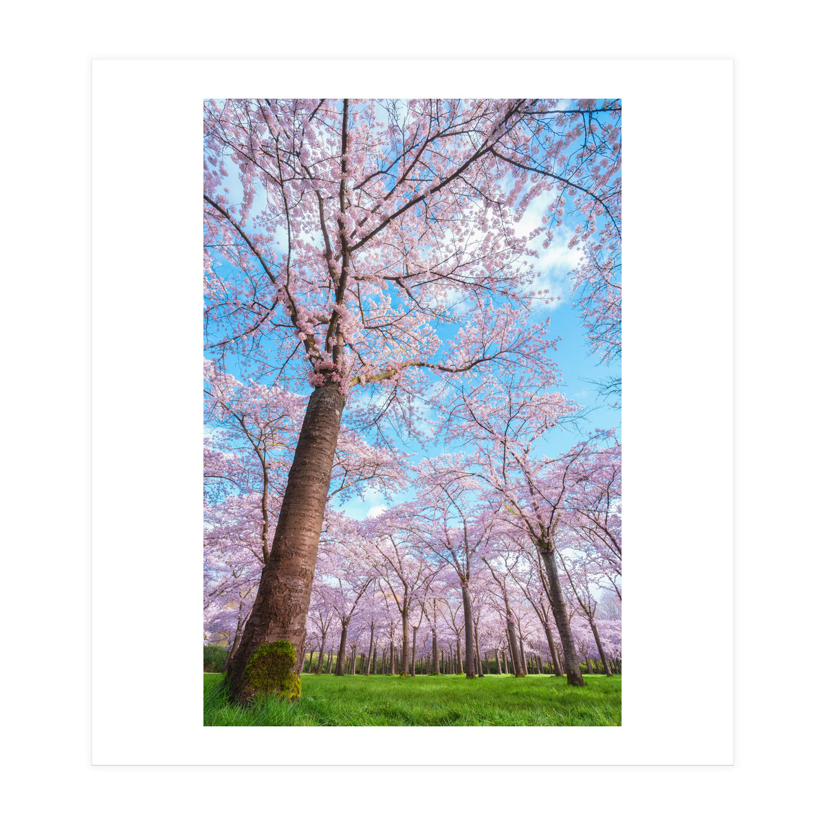 Spring in optima forma (Print Only)