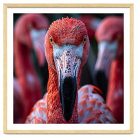 Close Up Of A Flamingo Bird Face, Pink Feathers