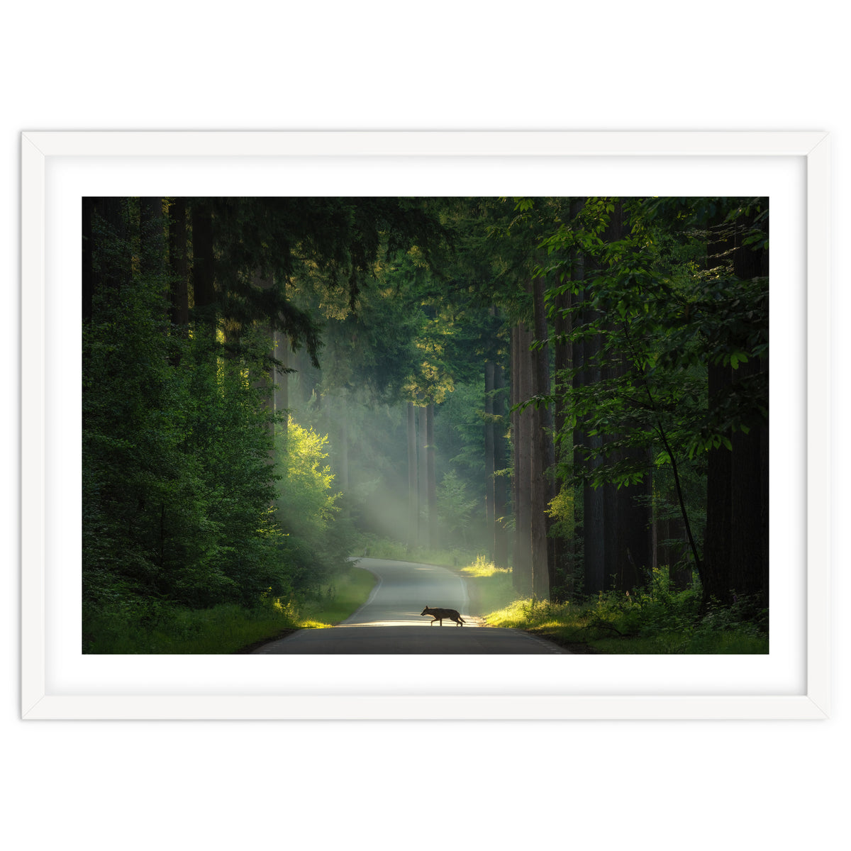 Wolf in the Netherlands