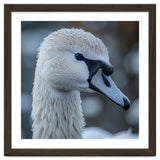 Close Up Of A Swan Head Covered In Water Droplets thumbnail