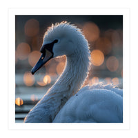 Close-up Shot of a Swan with Water Droplets (Print Only)