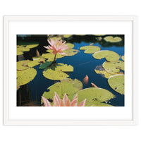 Lotus Pond | Landscape