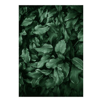 New Foliage Green Ii (Print Only)