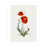 Red Poppy (Hand Drawn Illustration) (Print Only) thumbnail