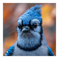Close Up Blue Jay Bird With Detailed Feathers (Print Only)