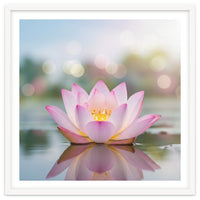 Ethereal Lotus Bloom: Serene Botanical Reflection
