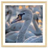 Majestic Swan Close Up With Water Droplets thumbnail