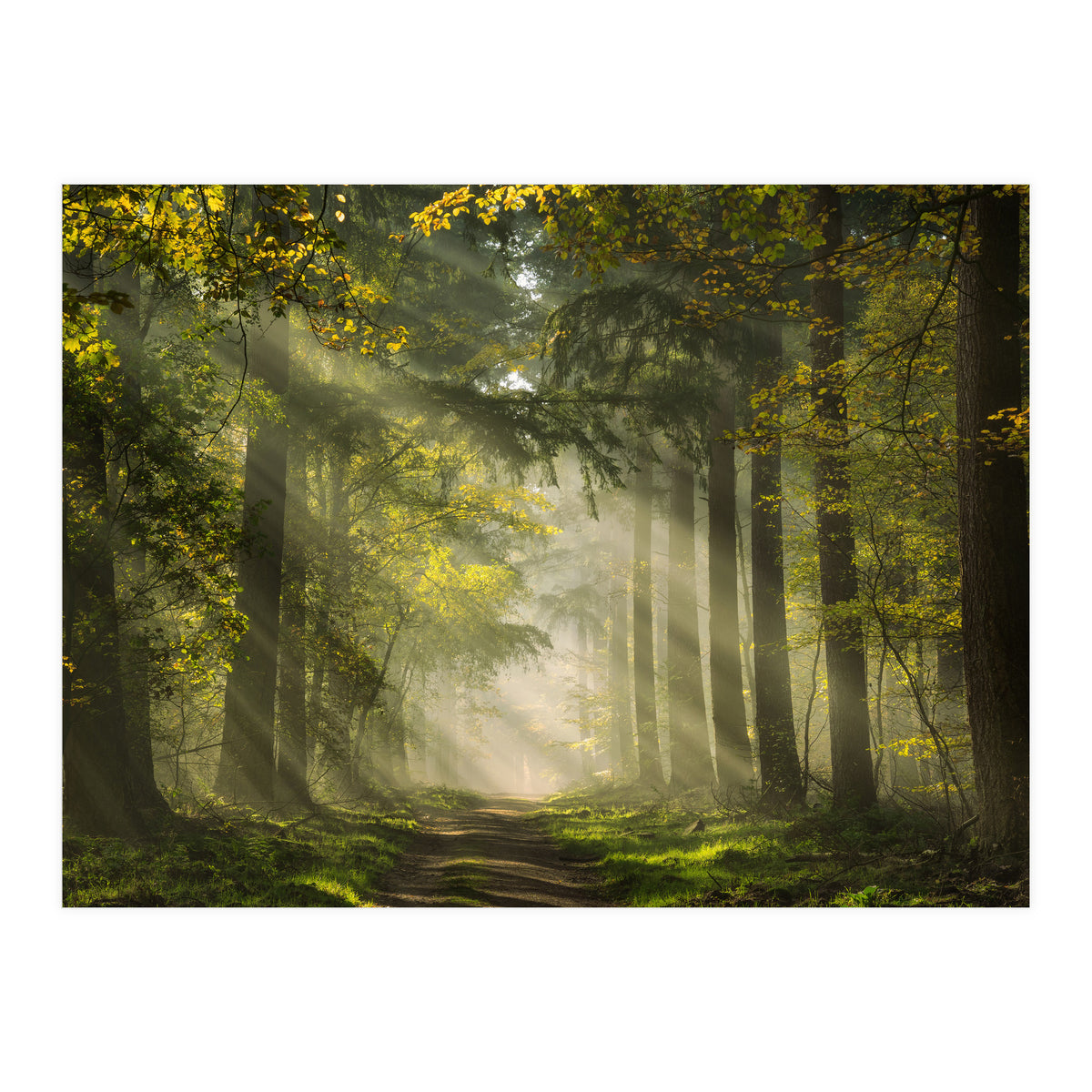 Sunrays in a Dutch forest (Print Only)