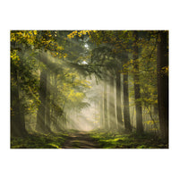 Sunrays in a Dutch forest (Print Only)