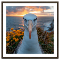 Albatross Bird With Intense Gaze By The Sea