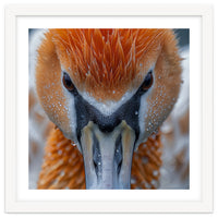 Close Up Of A Pelican's Beak With Water Droplets