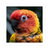 Sun Conure Parrot Bird With Water Droplets (Print Only) thumbnail