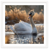 Majestic Swan On Calm Water During Sunset Nature Scene thumbnail