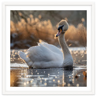 Majestic Swan On Calm Water During Sunset Nature Scene
