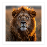 Majestic Lion Face In Golden Hour Sunlight (Print Only) thumbnail